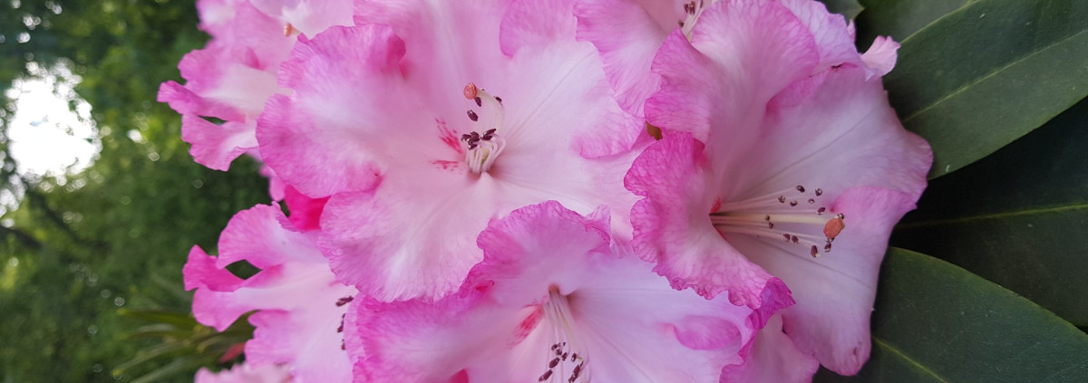 Rhododendron-Blüte