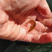 ein winziger Fisch in einer Hand