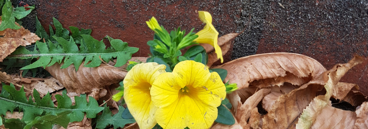 Blume