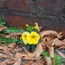 Blume