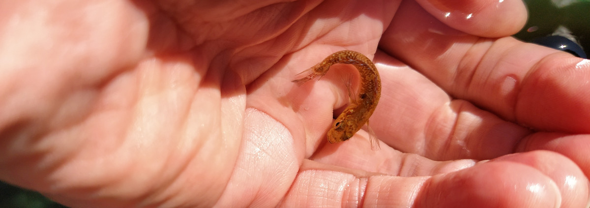 ein winziger Fisch in einer Hand