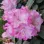 Rhododendron-Blüte